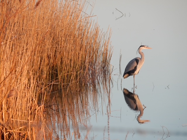 Zen.nl, Zen, meditatie, leren mediteren, foto